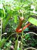 Capsicum annuum